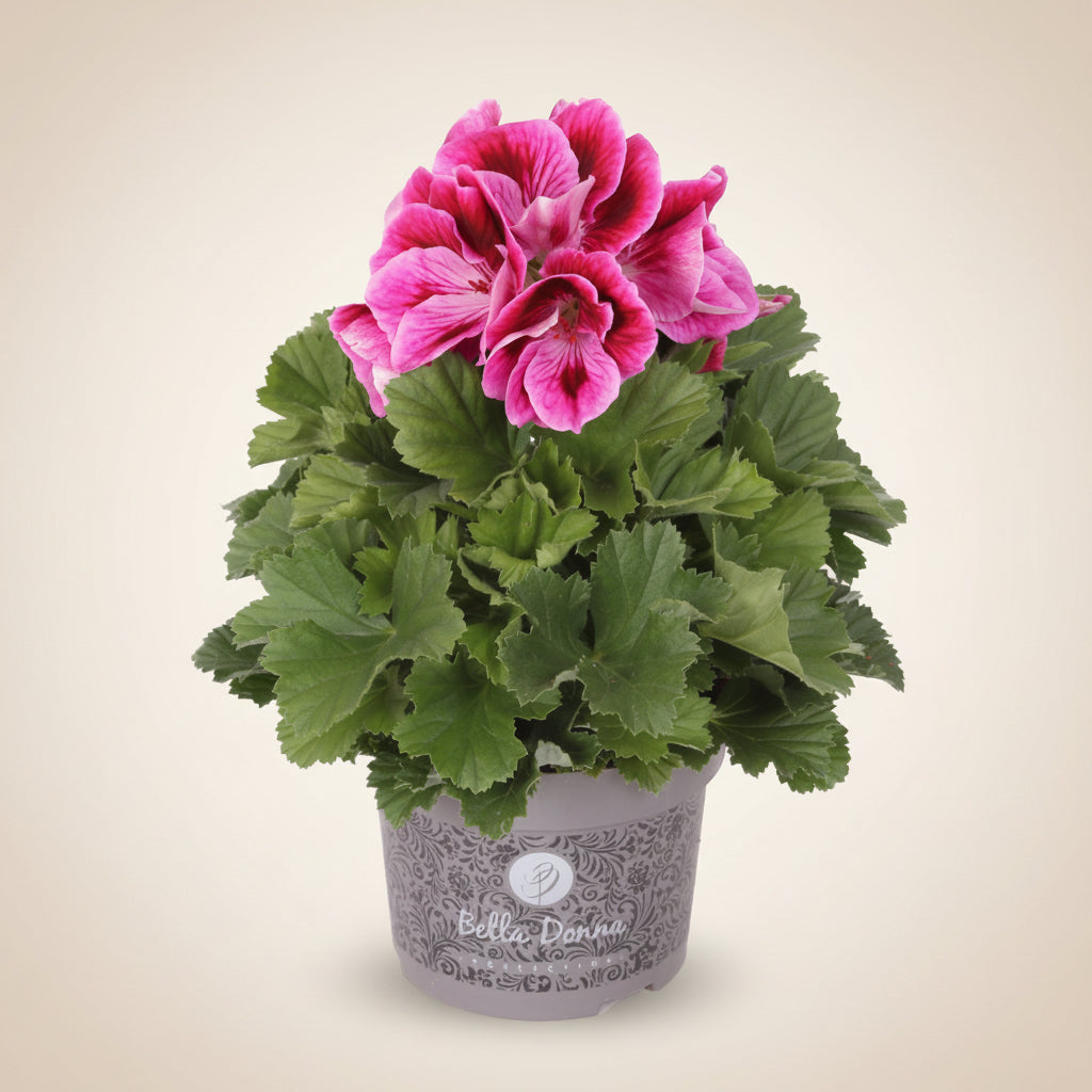 Pelargonium grandiflorum 'Don Mario' (englantilaiset pelargonit)