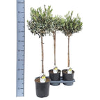 Olivträd i kruka - Olive tree (Olea Europaea)