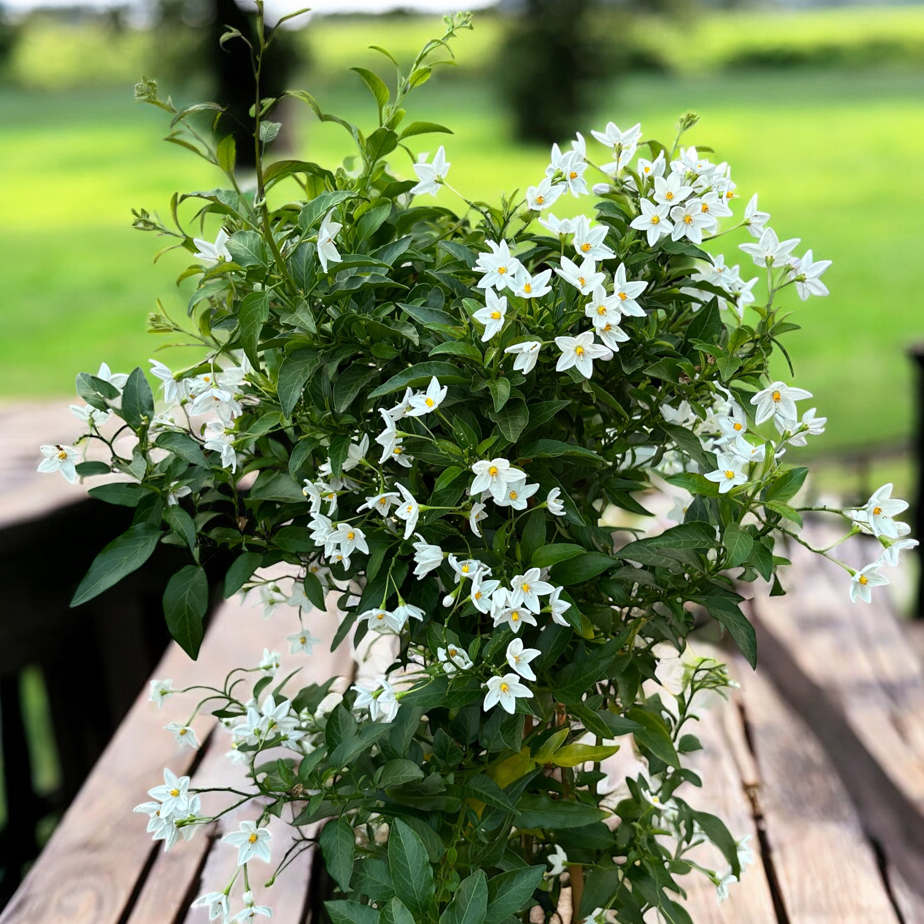 Solanum jasminoides (popínavá jasmín) - exempláře XL