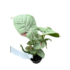 Syngonium Milk Confetti (Babypflanze) D6