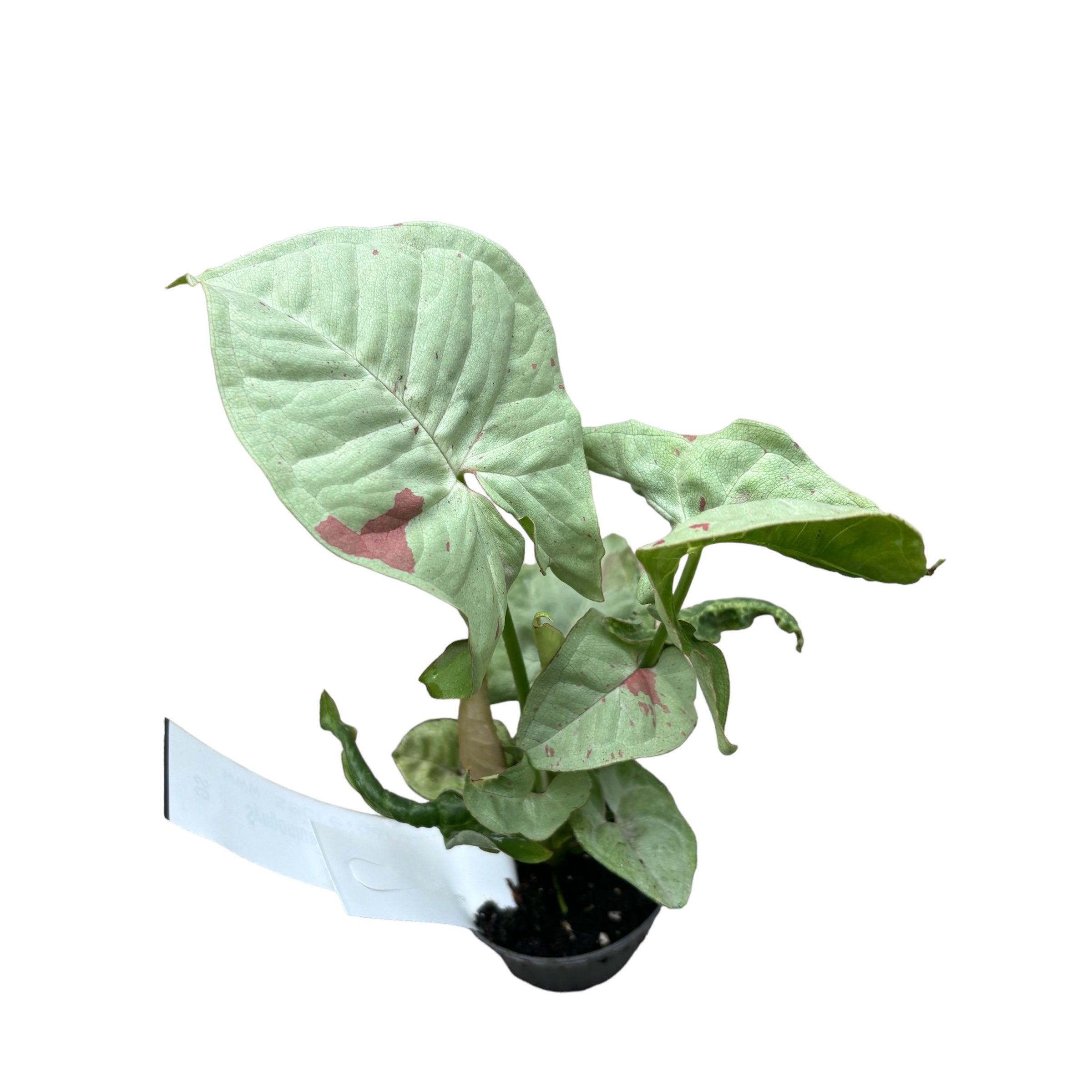 Syngonium Milk Confetti (babyplant) D6