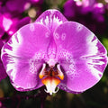 Phalaenopsis Singolo Victoria - flor XXL