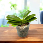 Phalaenopsis Younghome Golden Perfume (pelorik)