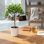 Ardisia crenata - Spearhead