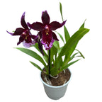 Vuylstekeara Melissa Brianne