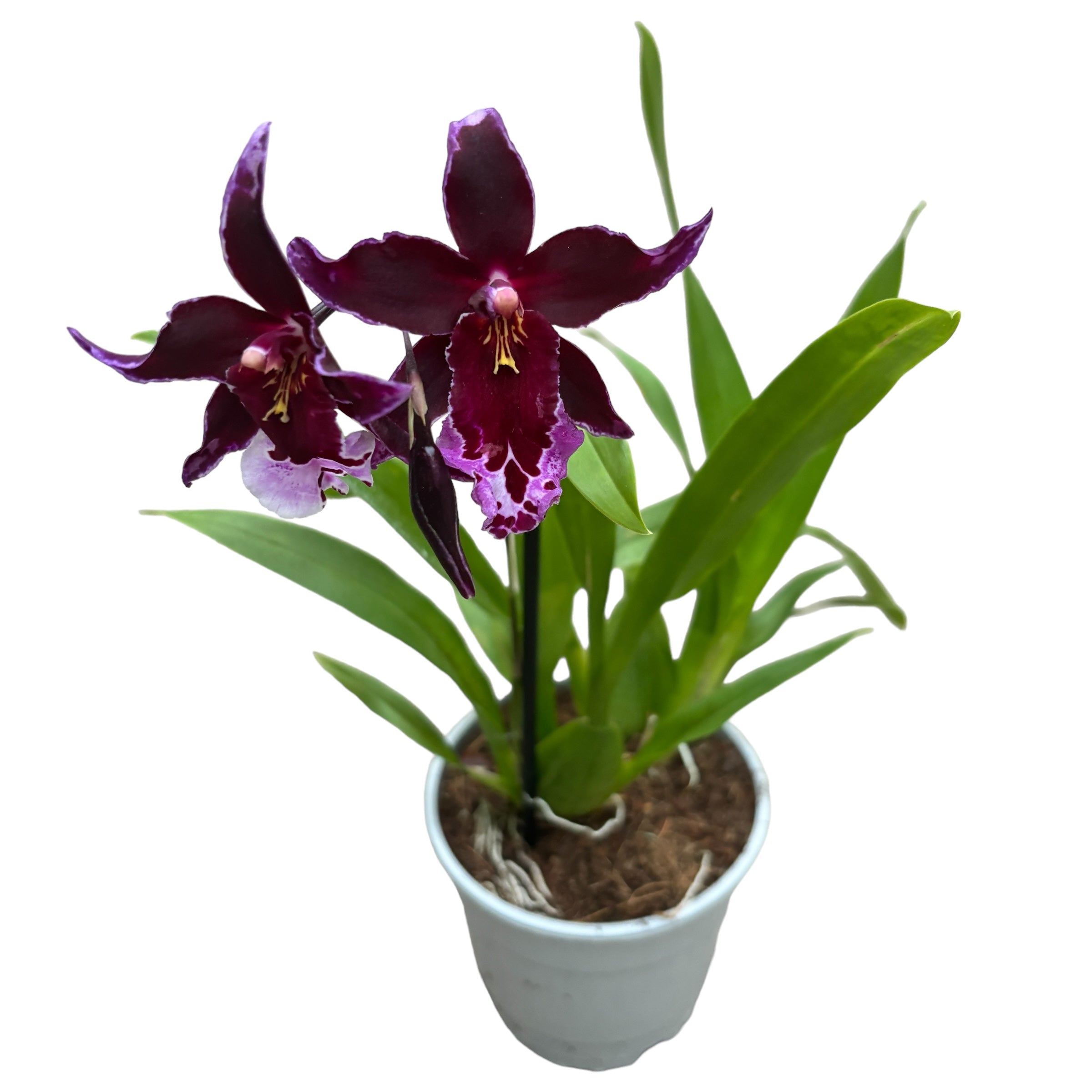 Vuylstekeara Melissa Brianne