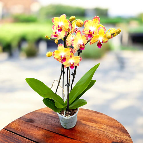 Phalaenopsis Papagayo (Phal. King Shiang's Rose x Phal. King Shiang's Star)