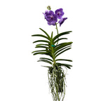 Vanda Kanchana Indigo (Ansu)