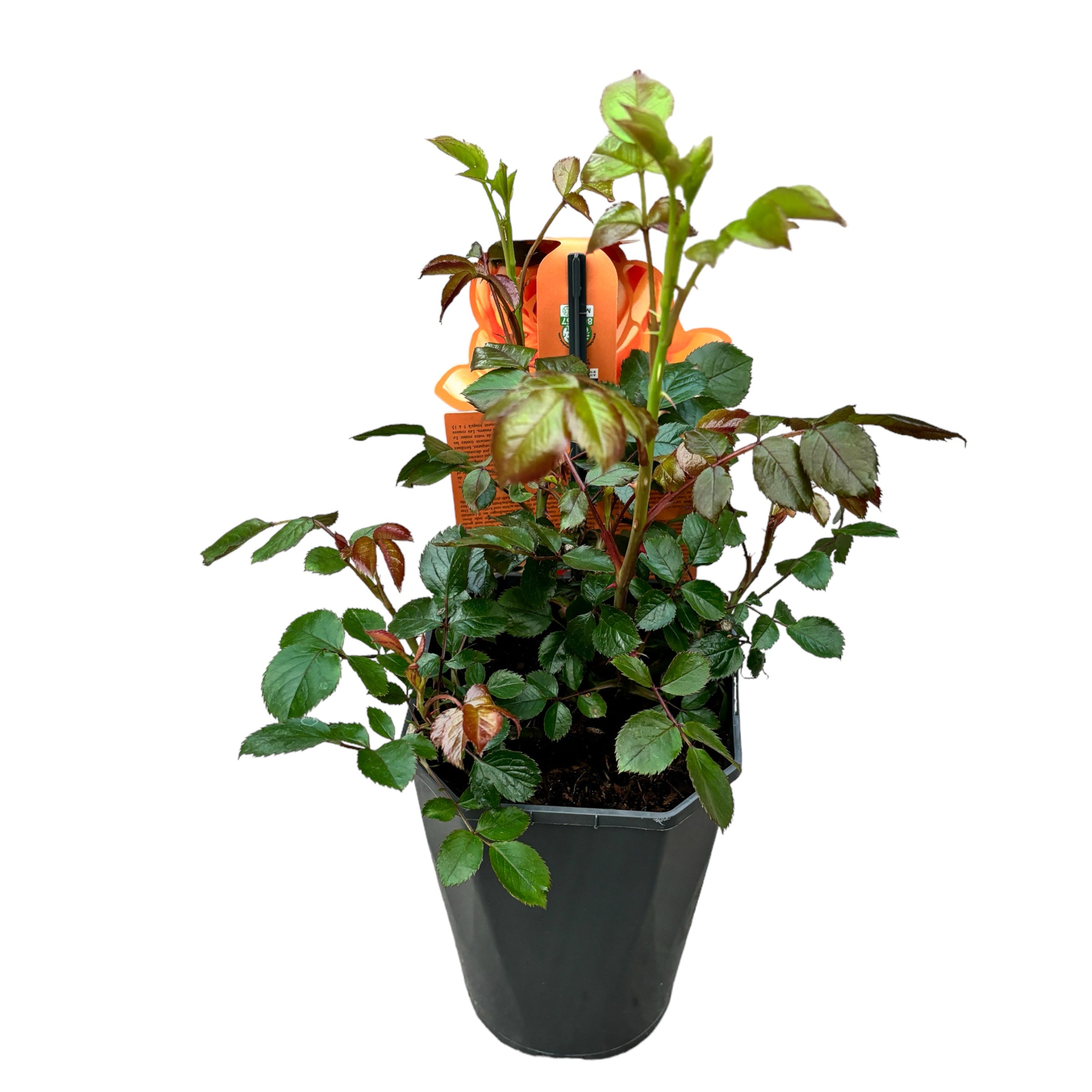 Rosa 'Capri'® - teahibrid puternic parfumat cu flori duble, nostalgie