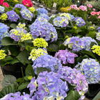 Hortenzija - Hydrangea macrophylla 'Early Blue'