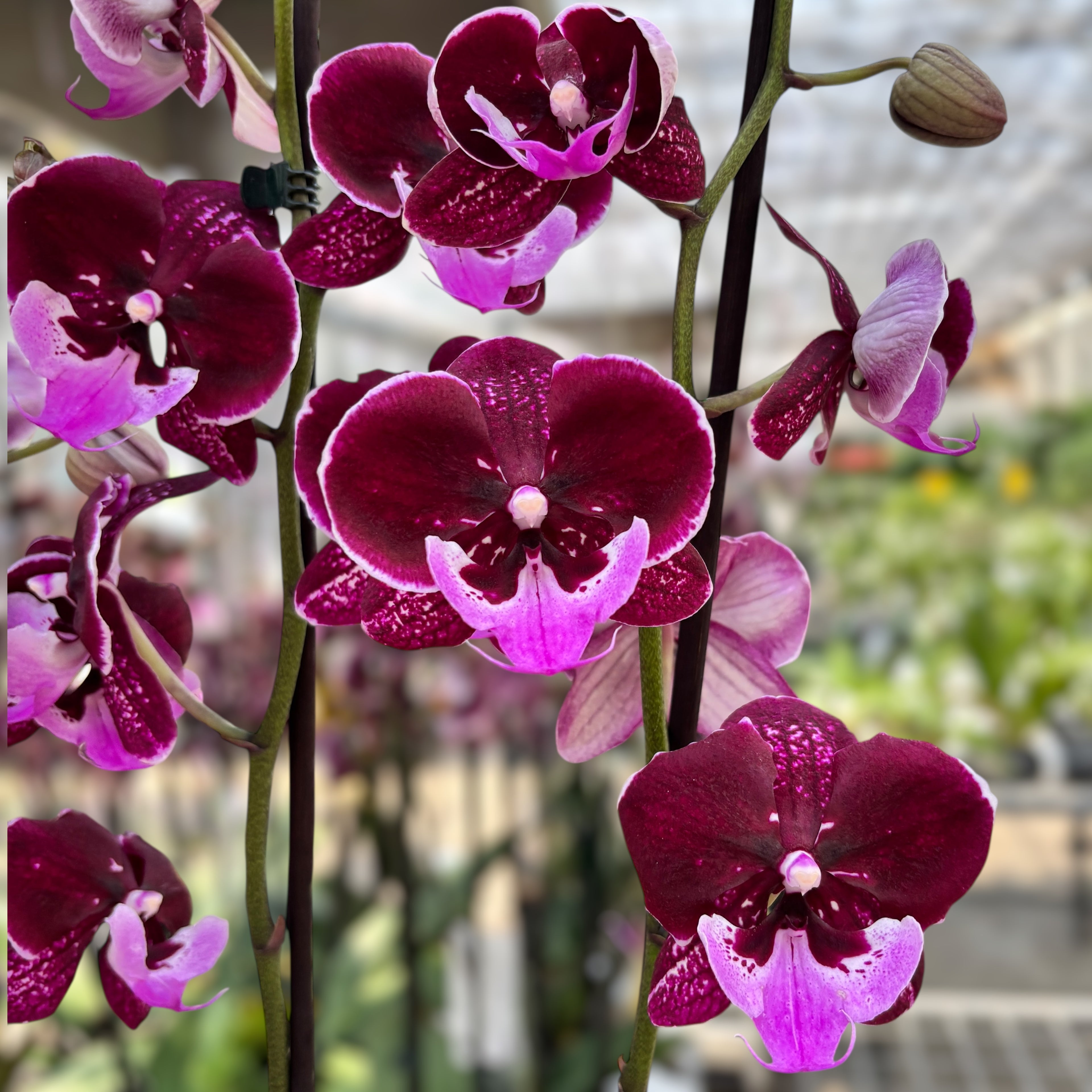 Phalaenopsis Chia-Shing Hot Kiss '256' (NL)