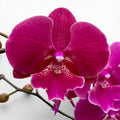 Phalaenopsis 'Limited #115' grande labbro