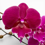 Phalaenopsis 'Limited #115' grande labbro