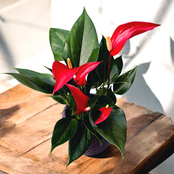 Anthurium Lilli Roja