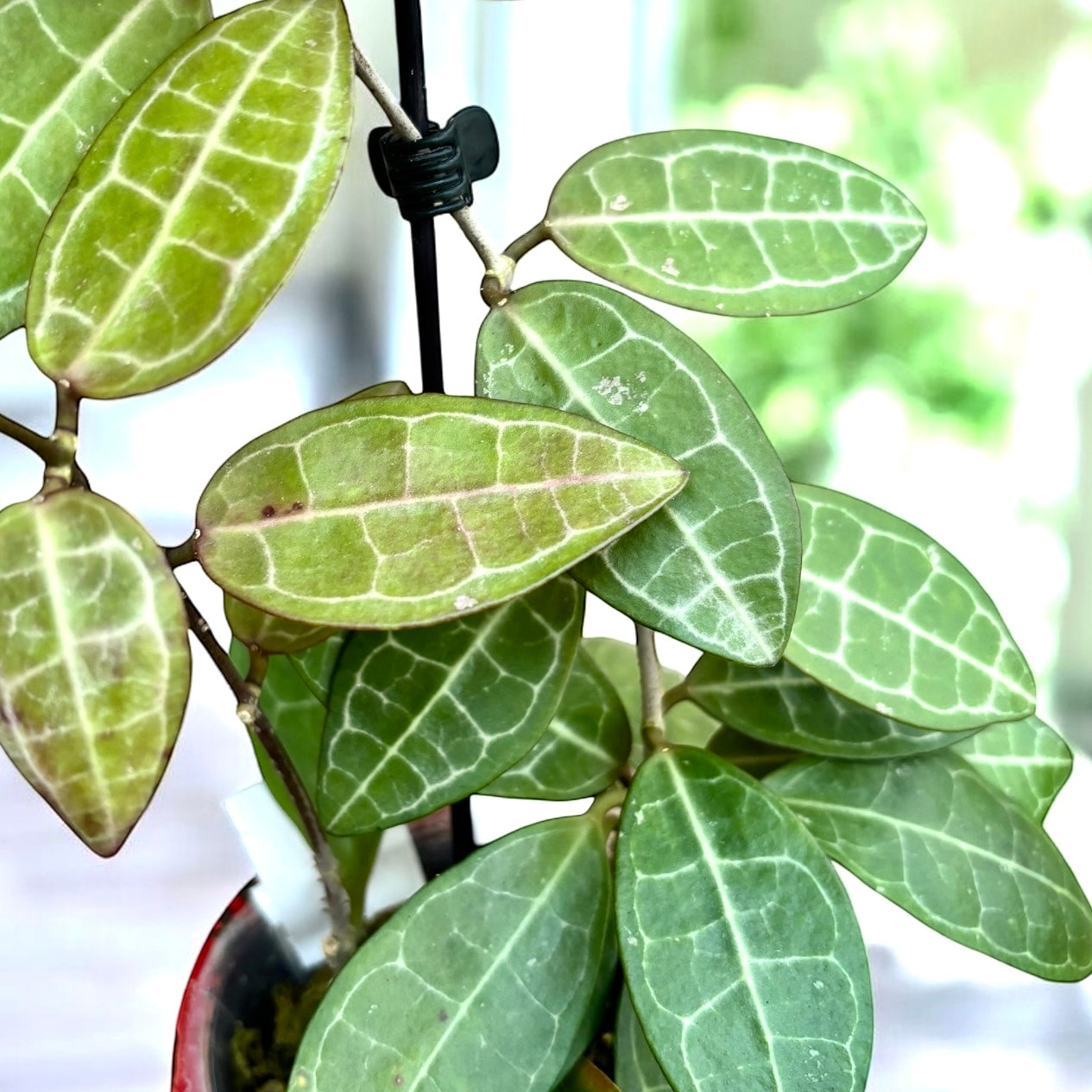 Hoya elliptica (Turtle Shell Hoya) - full pots