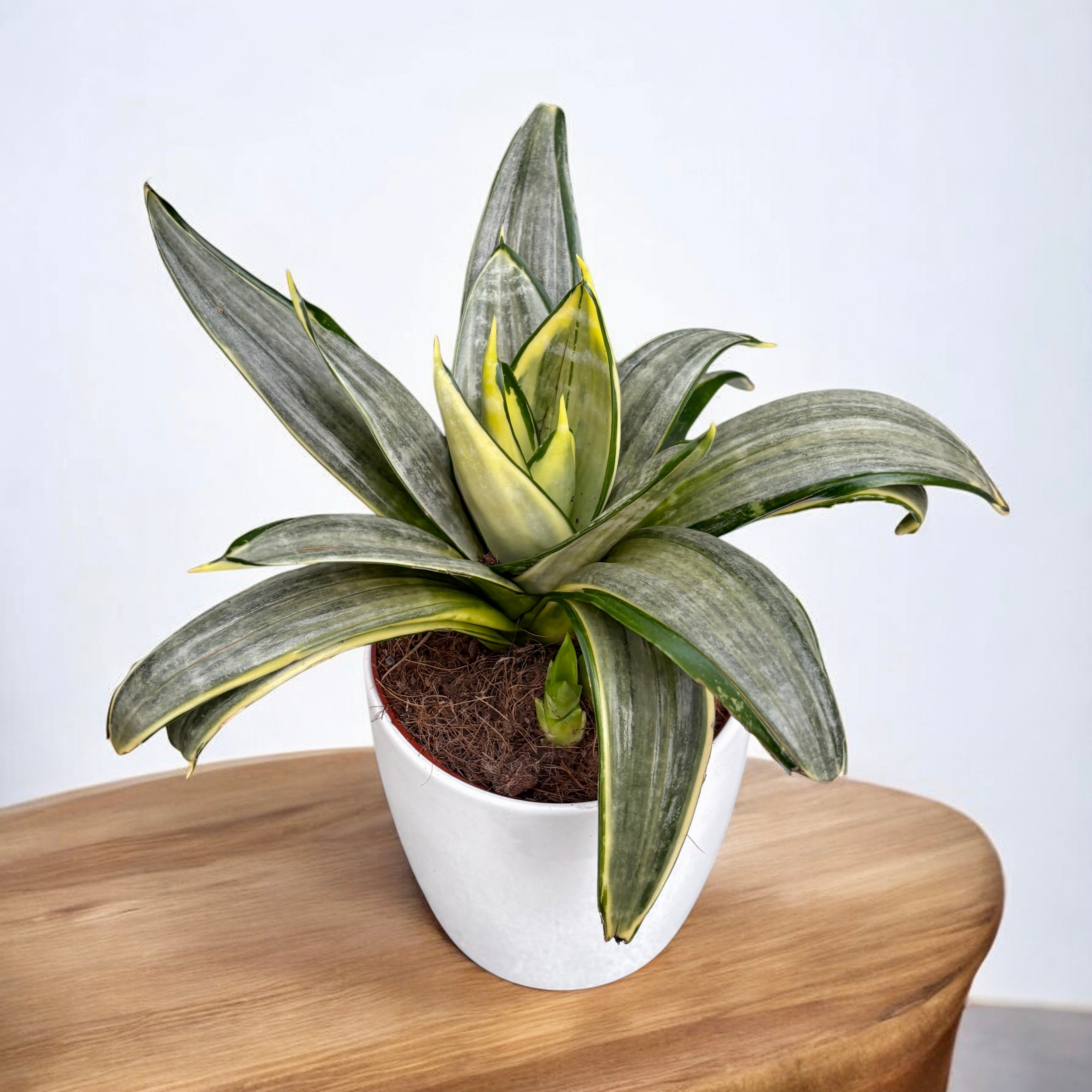sansevieria hahnii silver Sansevieria 'Silver Frost Hahnii' – compact plant with silver leaves and golden edges – Secret Garden Plant Shop