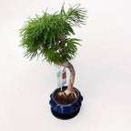 Bonsai Pseudolarix (Form S)