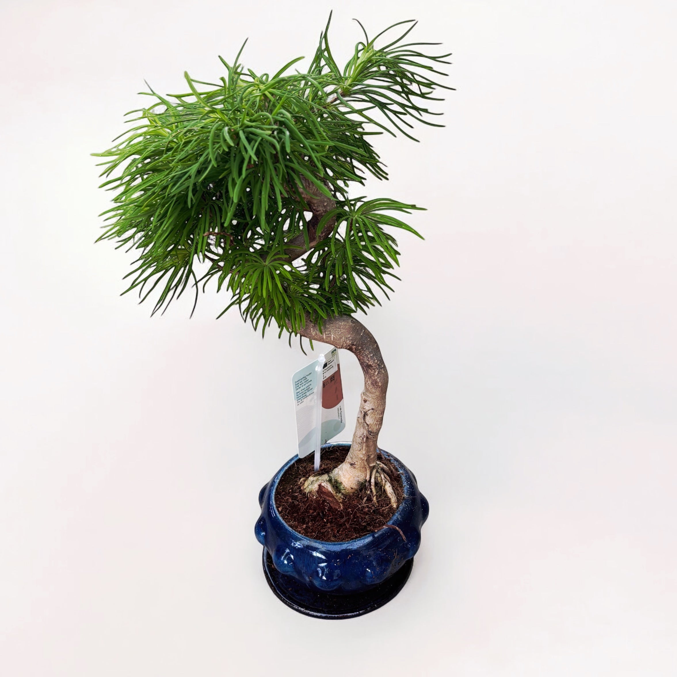 Bonsai Pseudolarix (forma S)