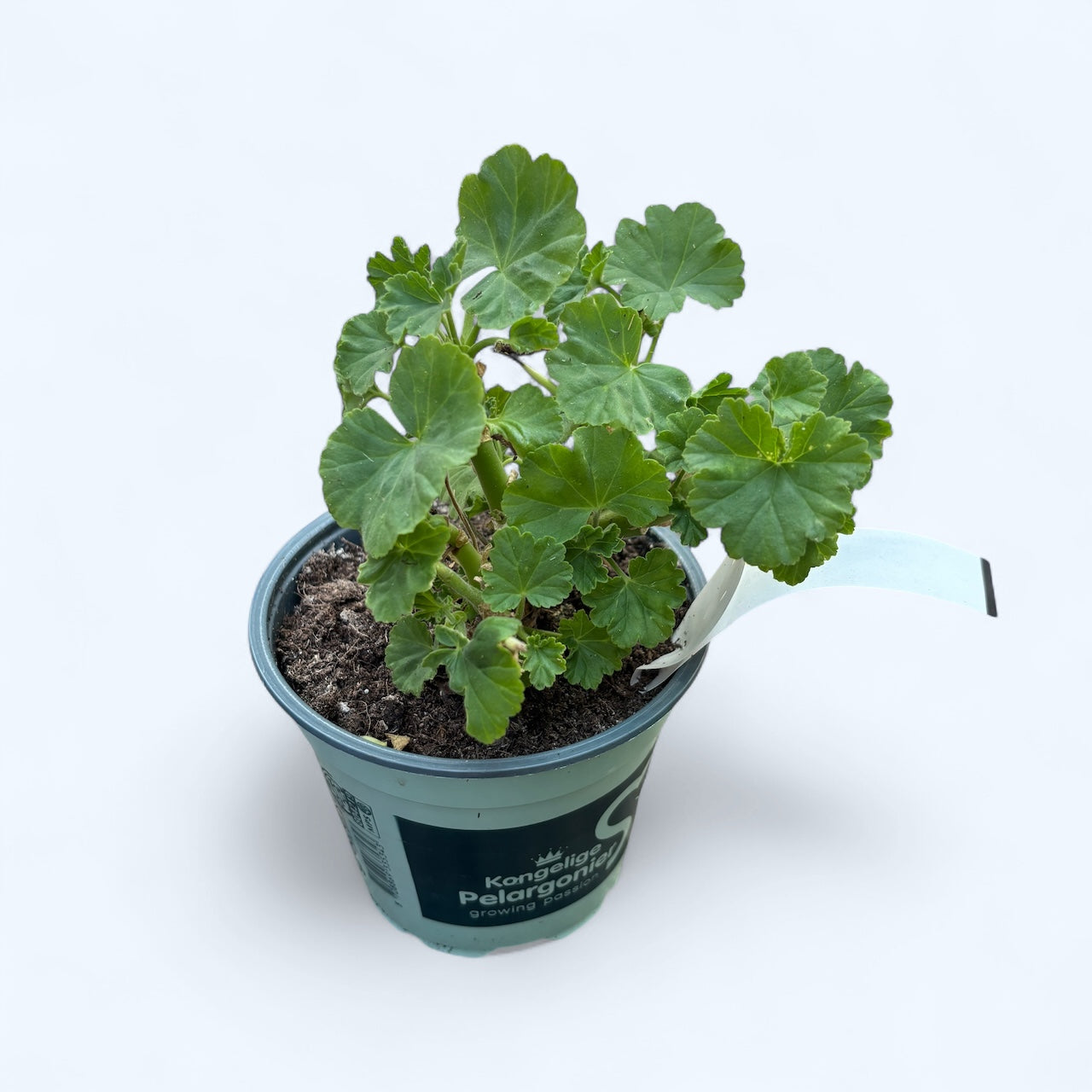 Muscata trandafir - Pelargonium Royal Rosebud 'Prinsesse Karla'