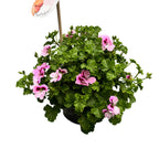 Muscate antitantari  - Pelargonium 'Angel Daisy’