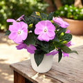 Impatiens New Guinea ‘ColPow Lavender’ - sporul casei cu flori mari