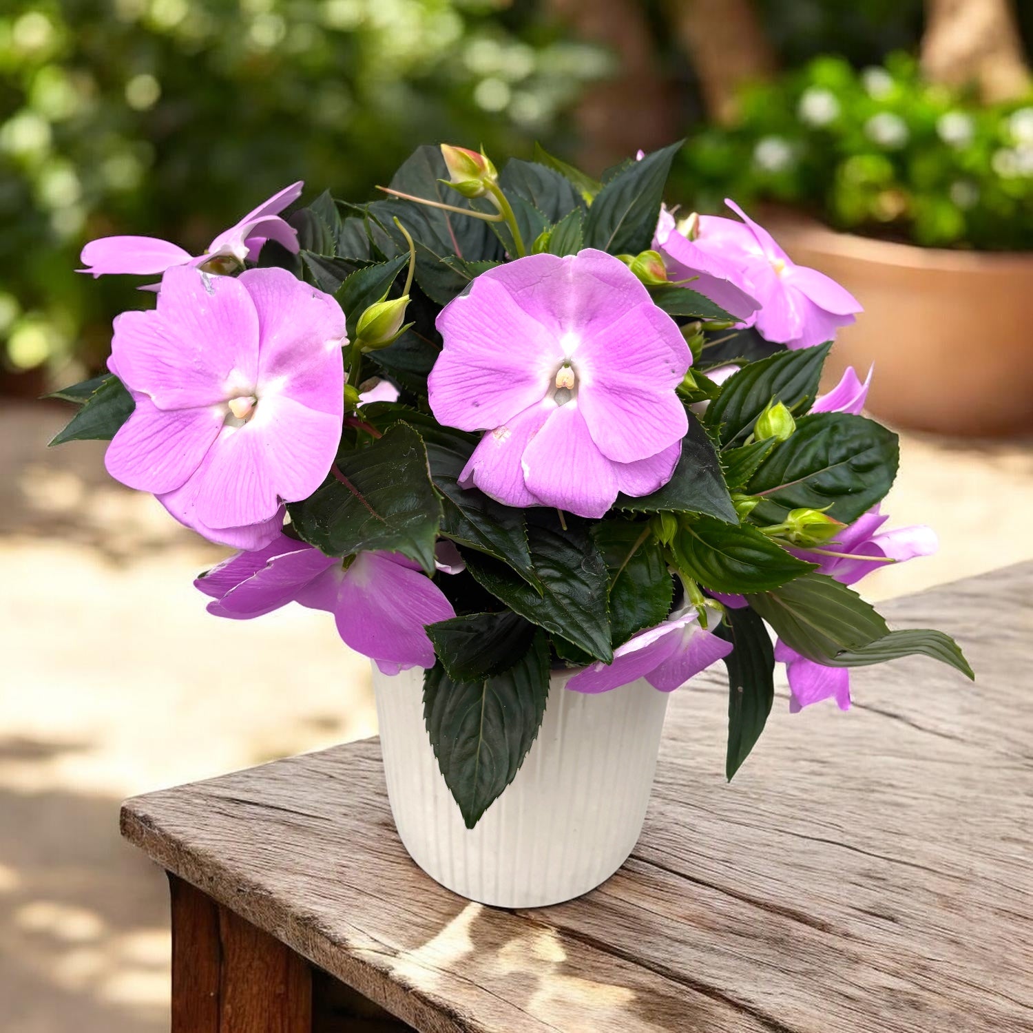 Impatiens New Guinea ‘ColPow Lavender’ - sporul casei cu flori mari
