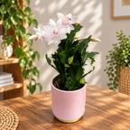 Fehér karácsonyi kaktusz - Schlumbergera 'White Eva'
