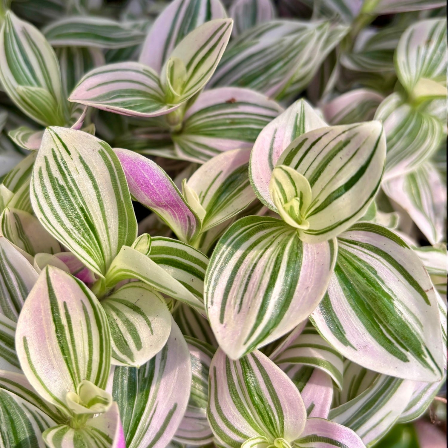 Tradescantia ‘Unicorn’ - planta curgatoare cu frunzis pastelat, in nuante magice