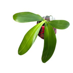 Phalaenopsis Ailiao Princess Gelb