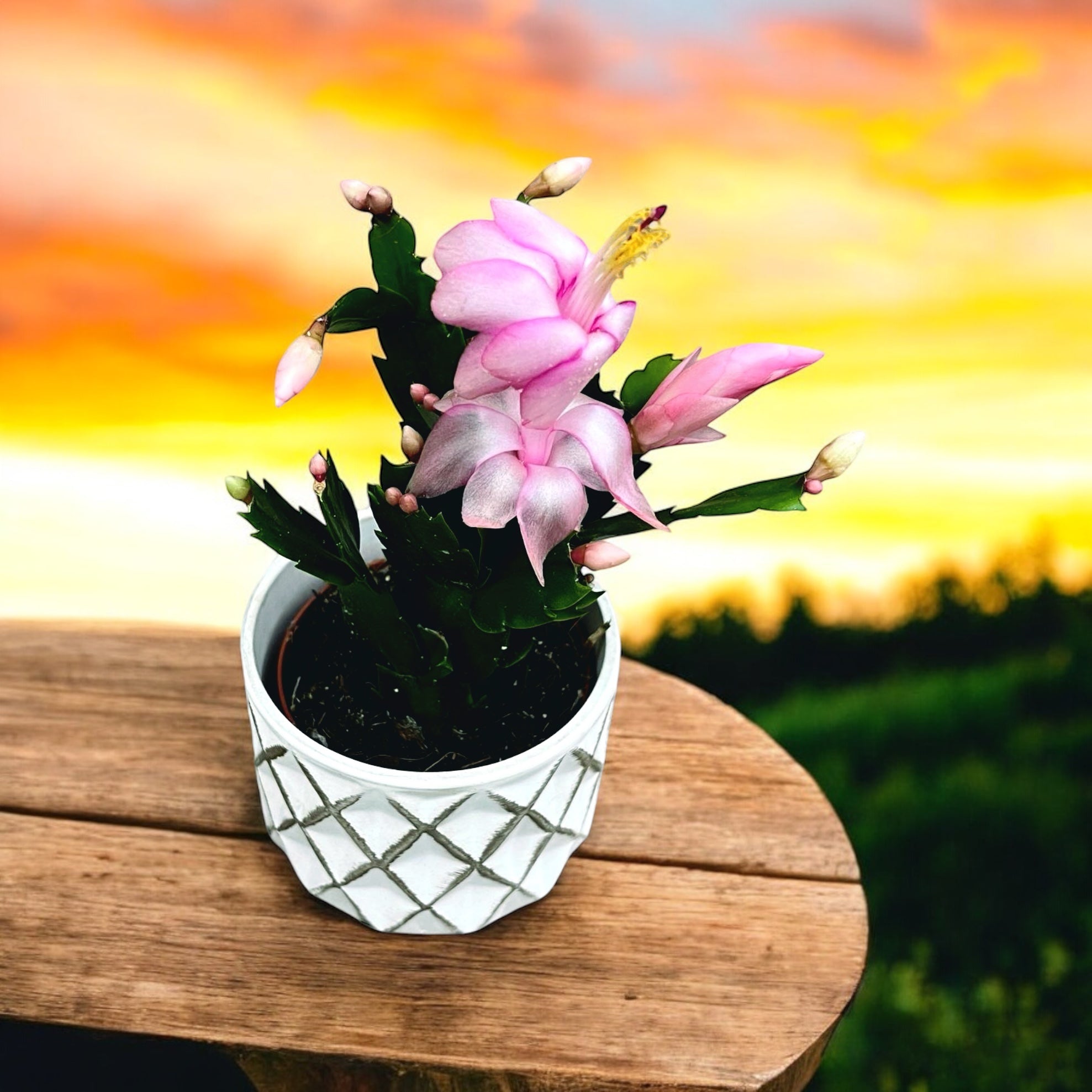 Schlumbergera ‘Pandora’ (Craciunita roz) 2pp