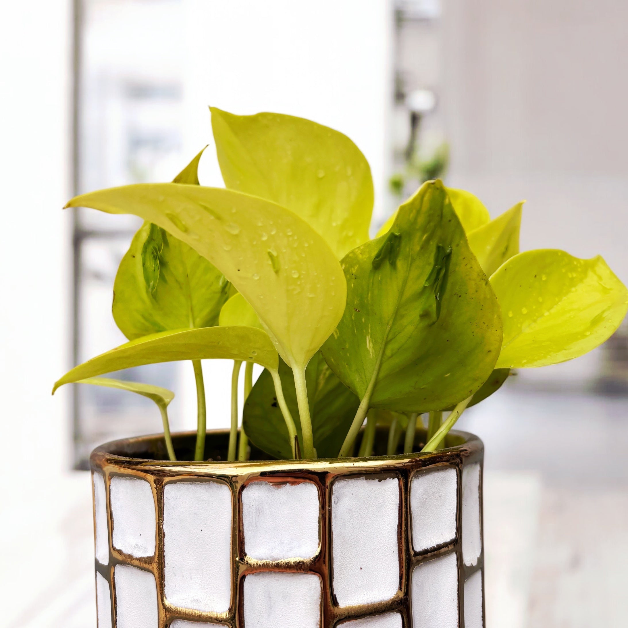 Epipremnum Champs Élysées