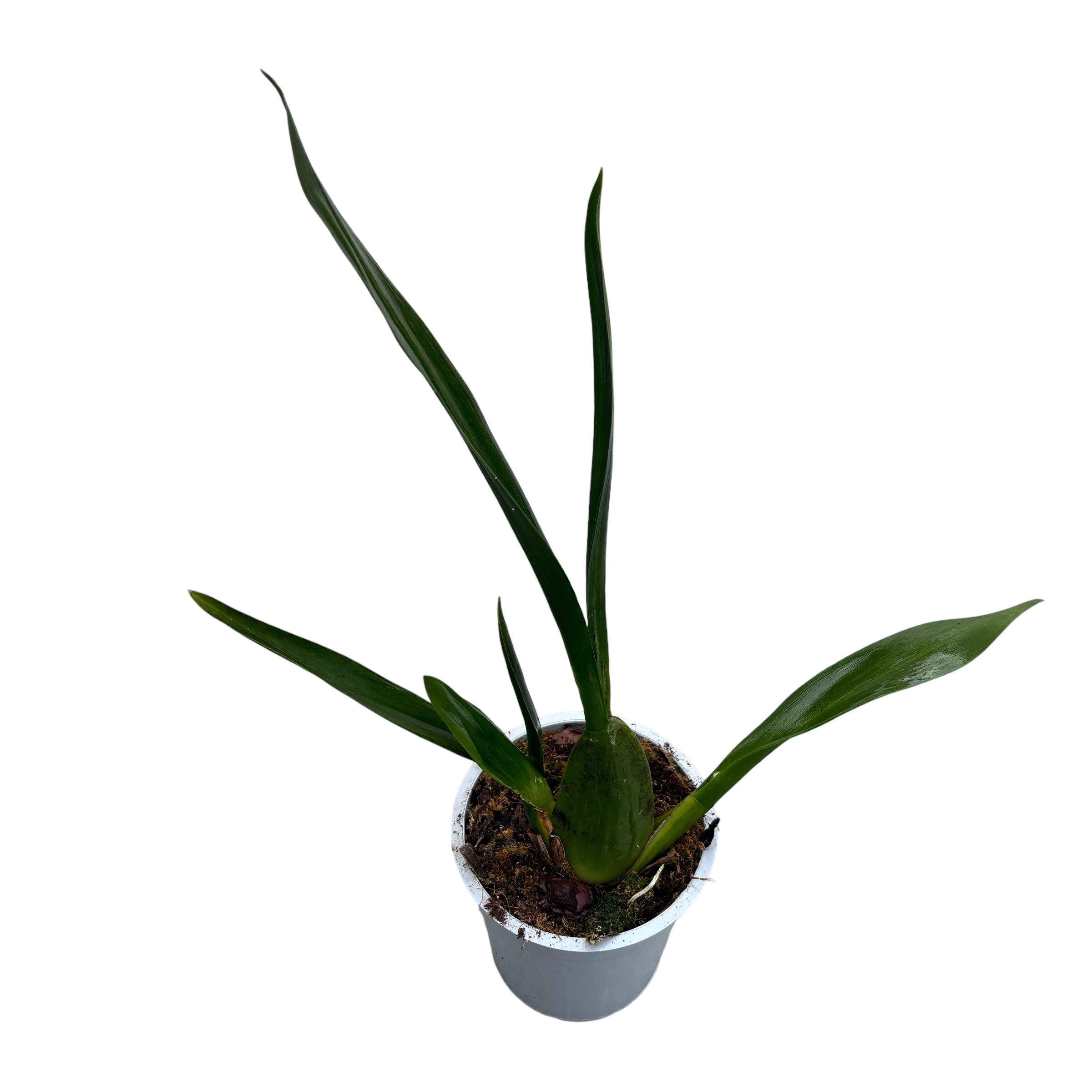 Aliceara (Beallara) parfumata