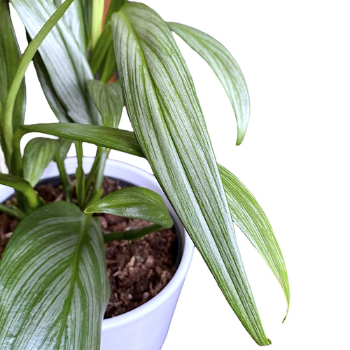 silberblatt zimmerpflanze Epipremnum amplissimum 'Silberblatt' – Secret Garden Plant Shop