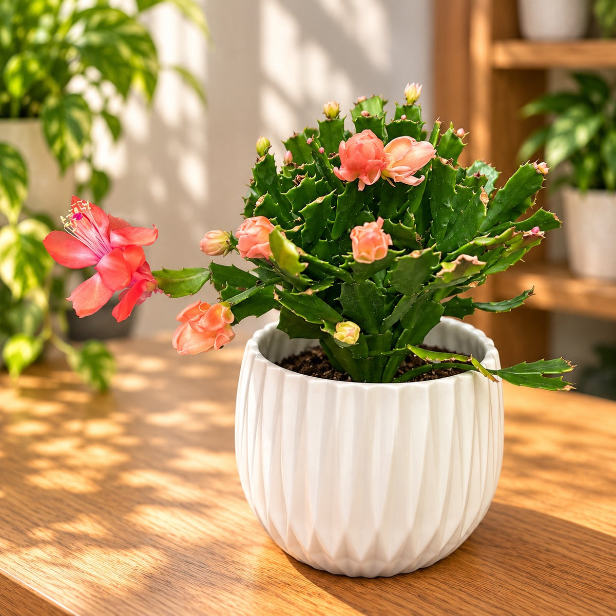 Schlumbergera „Thor Wild Cactus Orange“