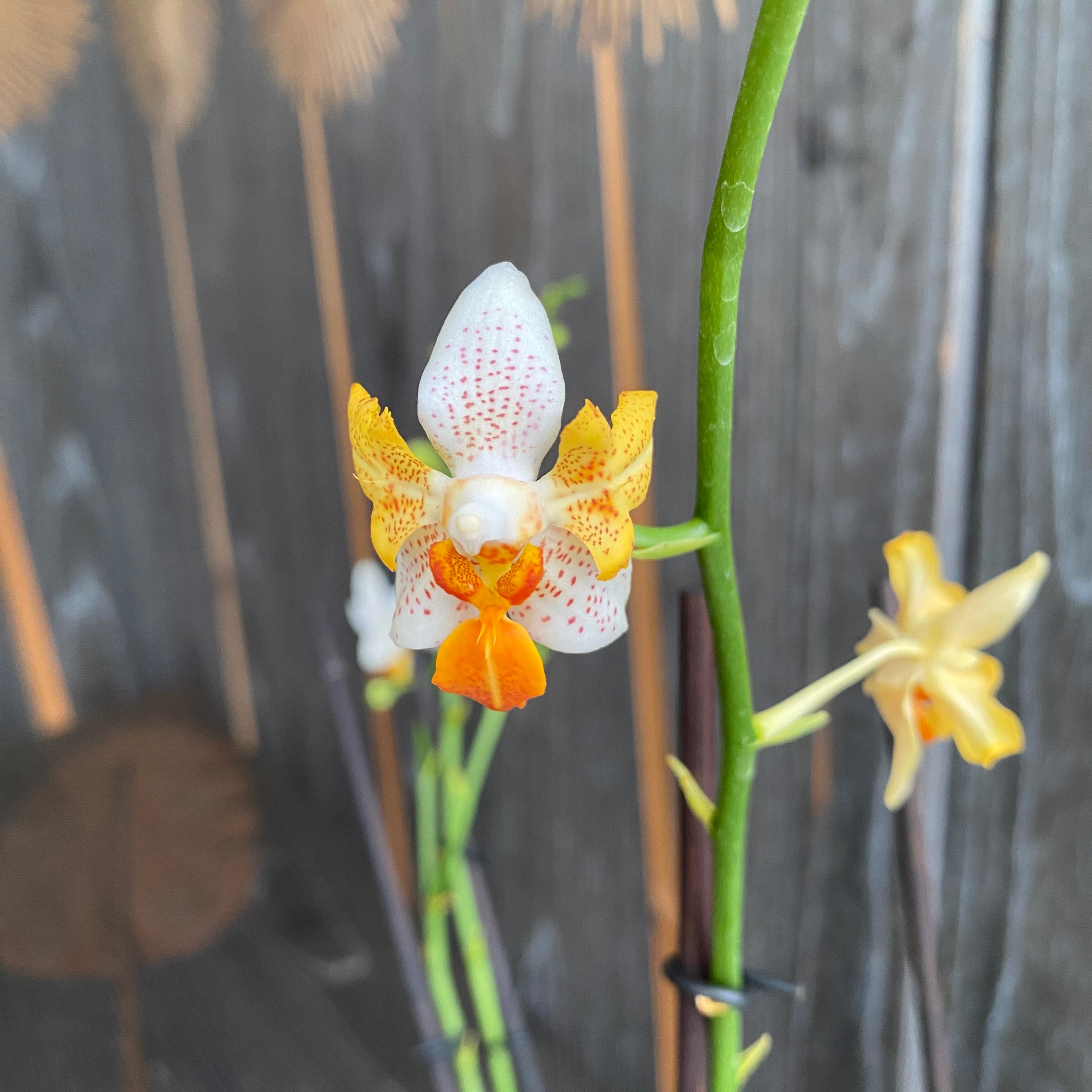 Phalaenopsis Mini Mark (Pays-Bas) pelorique