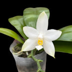 Phalaenopsis violacea var. alba - flori intens parfumate