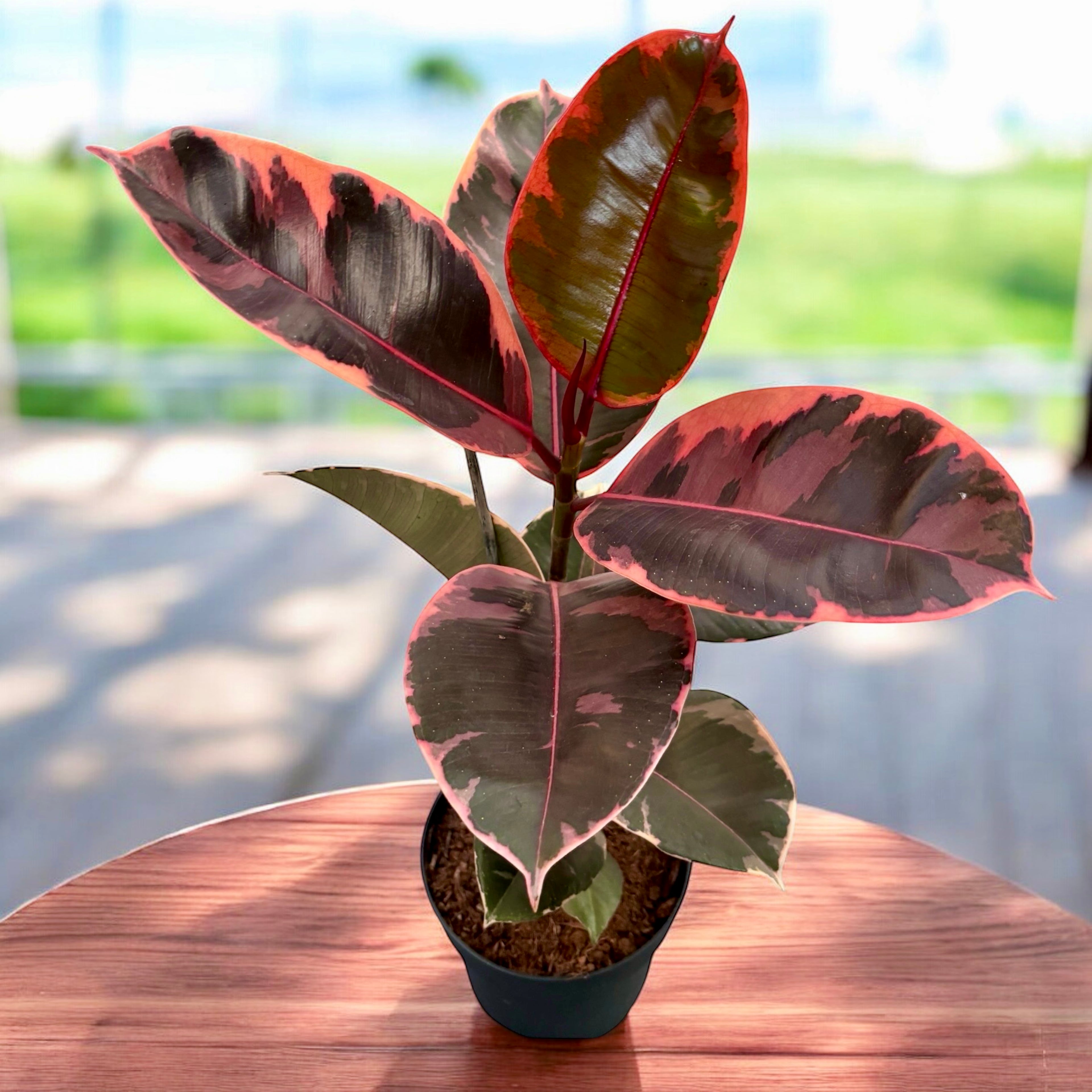 rubber tree belize vs ruby Ficus elastica Belize (Ruby) XL – Secret Garden Plant Shop