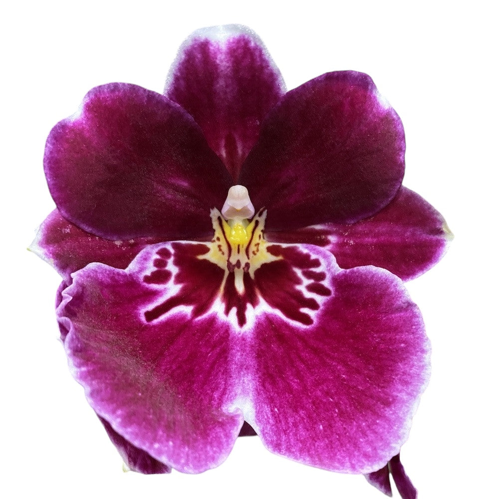 Miltoniopsis Maui Pride fragrant