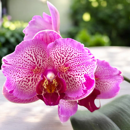 Phalaenopsis I-Hsin Pixie Reds '225' (peloric)