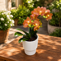 Phalaenopsis Indian Summer (Little Zorro) - orquídea premiada
