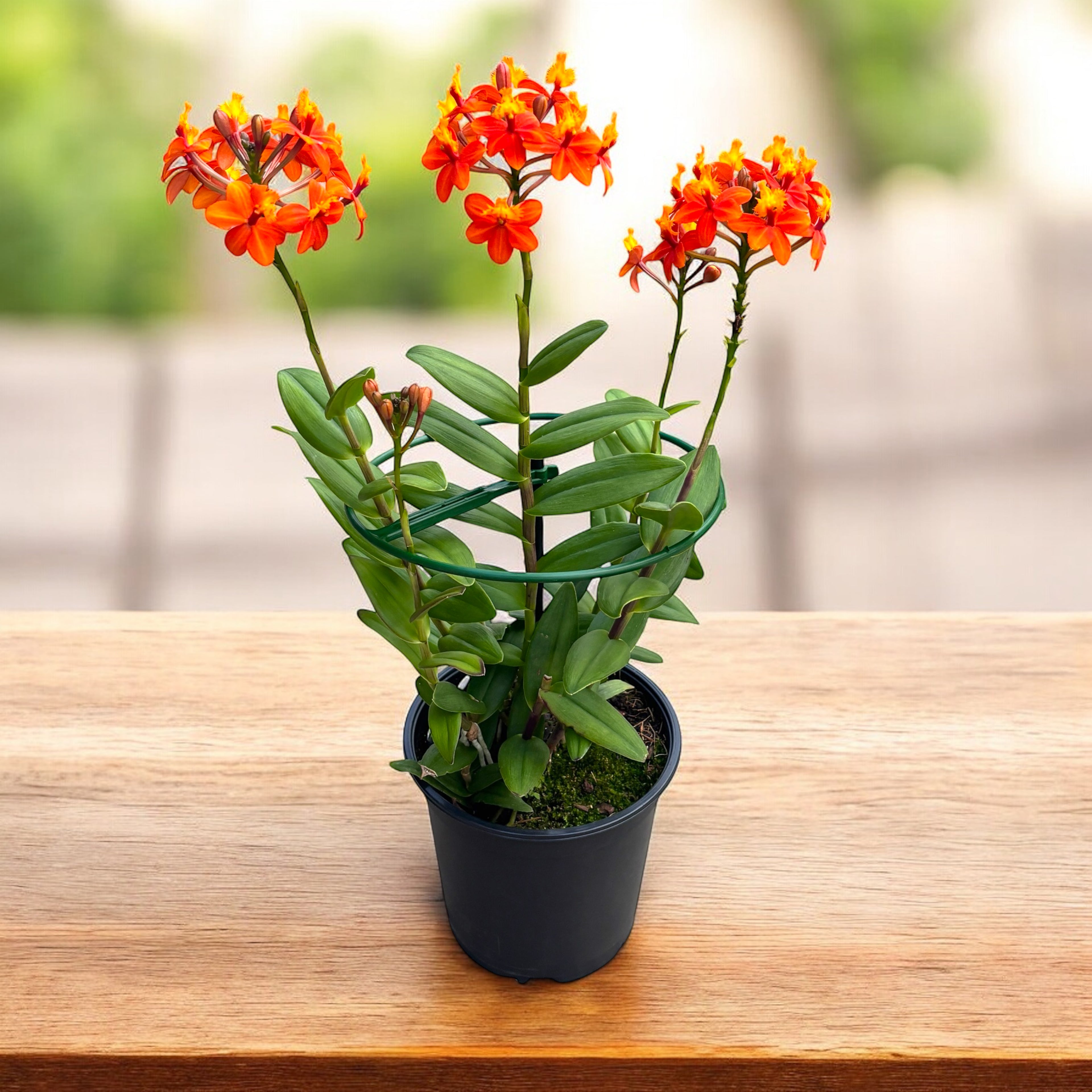 Epidendrum radicans ‘Orange’ XL (exemplar unicat)