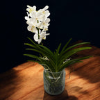 Vanda Tayanee Diamond White (Ansu)