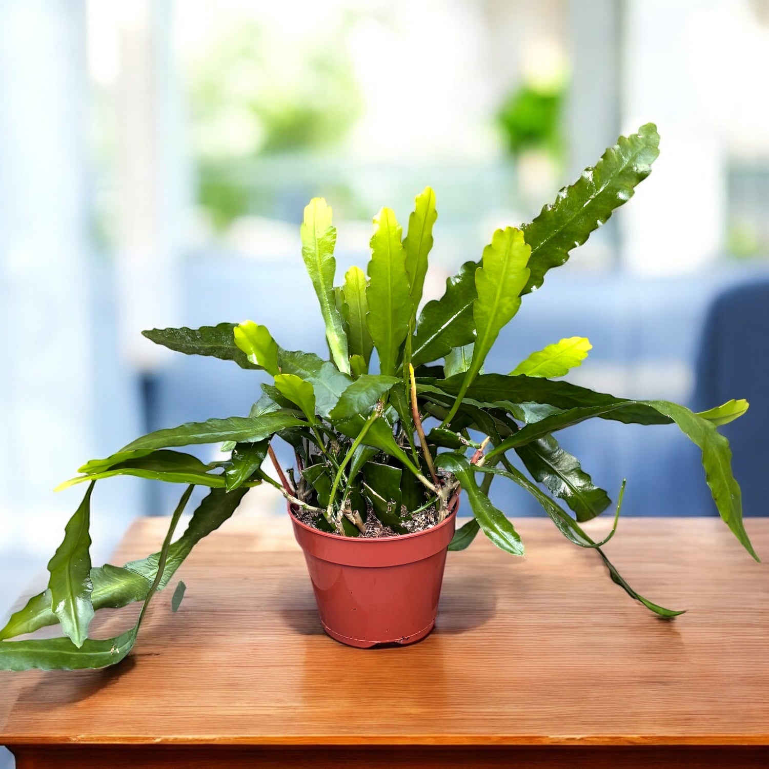 Epiphyllum ‘Fruhlings Gold’ D15 (cactusul orhidee galben)