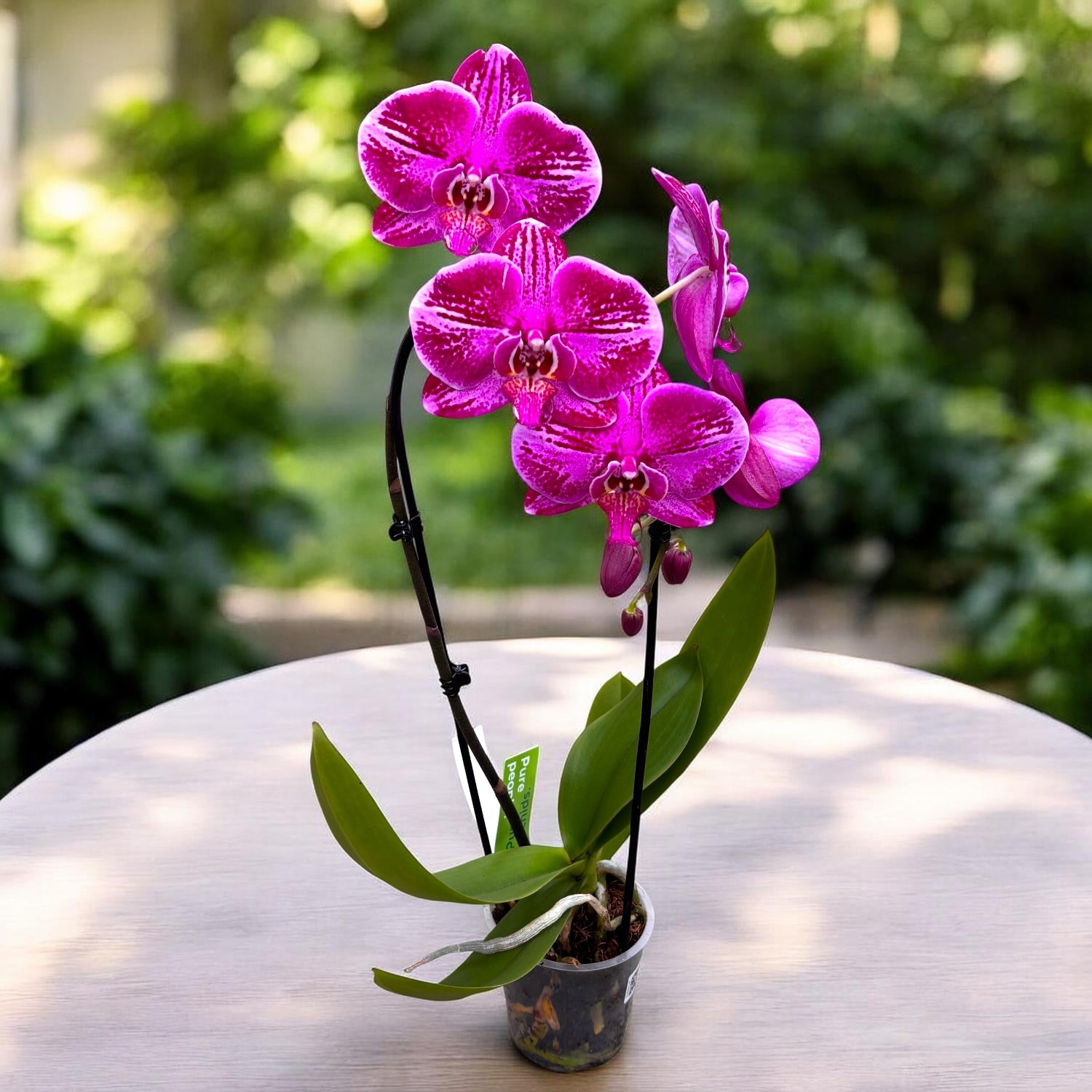 Phalaenopsis Fortune Teller - flori XL