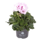 Pelargonium grandiflorum ‘Don Tequila’ - muscata englezeasca cu flori mari