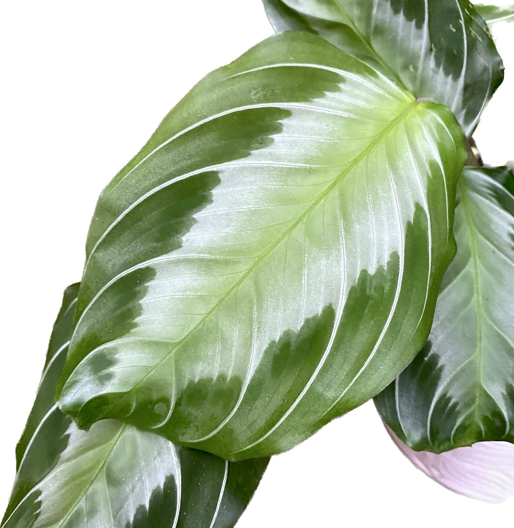 Maranta Leuconeura 'Gray' (Ezüstszalag)
