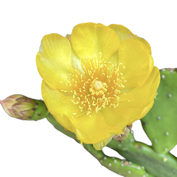 Garden cactus with edible fruits and leaves - Opuntia humifusa (Devil's Tongue)