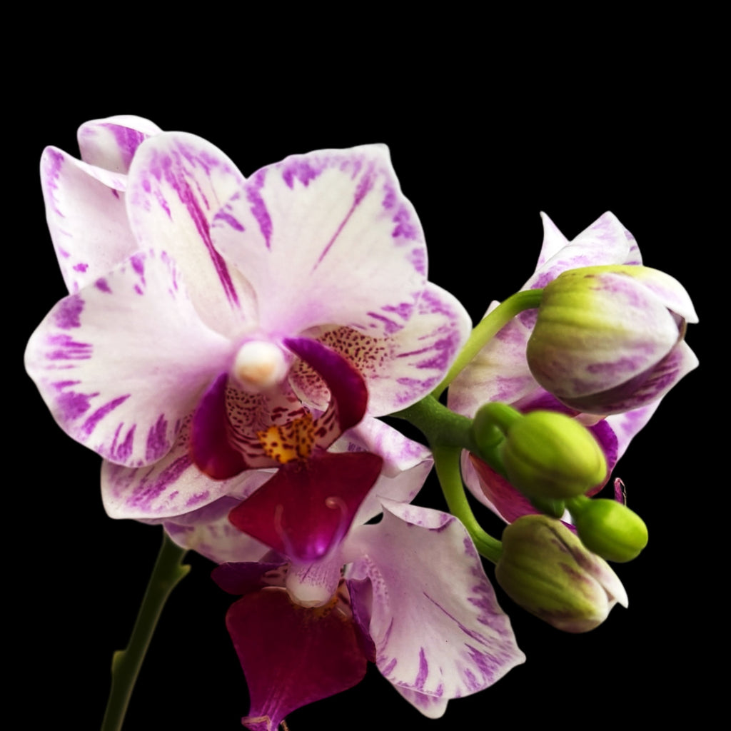 Phalaenopsis Younghome Pure Ballet