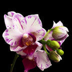 Phalaenopsis Younghome Pure Ballet