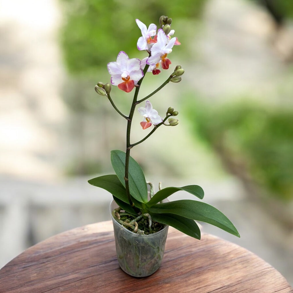Phalaenopsis Liu's Triprince 'Splash' SM/TOGA *parfumata